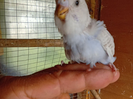 Beautiful baby budgies hand tame