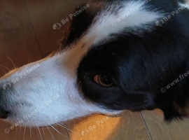 7 year old border collie