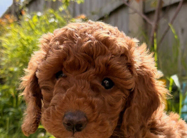 All now sold - awaiting collection for future litter contact me gorgeous miniature poodle pups ready now