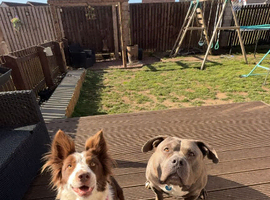 Bored collie looking for stud