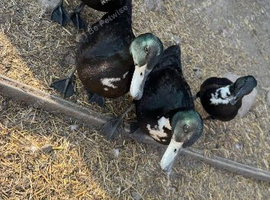 Black east indie crosses
