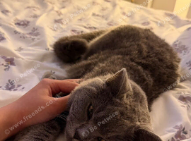 Male british shorthair
