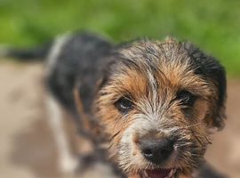 Beagle x dachsund puppies