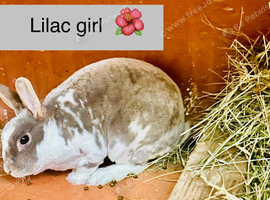 Lilac Rex doe