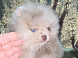 CHIAO LI YA plush merle beautiful lineage pomeranian