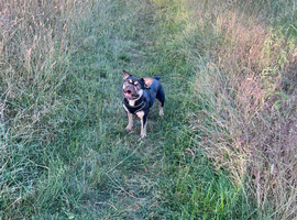 KC Registered French Bulldog Girl &ndash; Looking for a Loving Forever Home