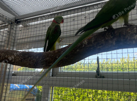 Alexandrine male