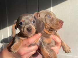 Exceptional Miniature Dachshund Puppies &ndash; Isabella & Blue