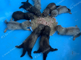 Silver and black ferret kits