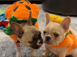 Stunning French Bulldog Babies(KC Registered)