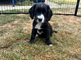 2 Sprocker spaniel bitches available
