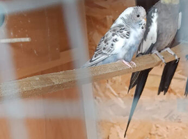 Female Pied budgie for sale in WS3