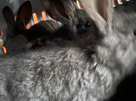 Two Continental giant rabbit