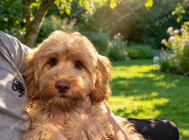 Beautiful Cockapoo in Leeds