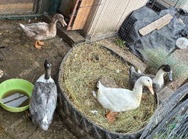 3 male 2 female