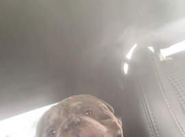 Ghost the bully