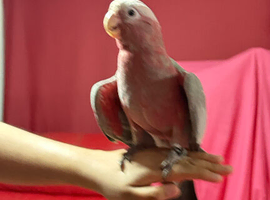 Baby galah Cockatoo