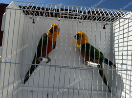 Proven pair jenday conure