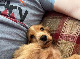 Beautiful golden show cocker