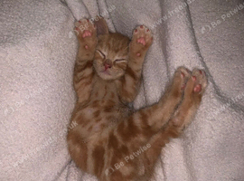 bengal mix ginger kitten available