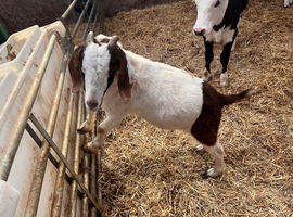 2 year old castrated Boer goat