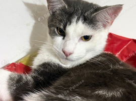 1 year old Maine Coon cross Male