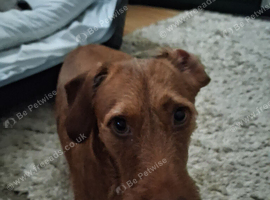 16 month old for rehoming