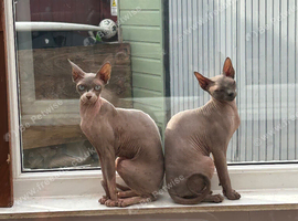 Female Sphynx x2