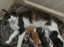 Kittens available 9wks
