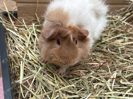 3 girls guinea pigs