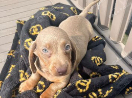 Dachshund