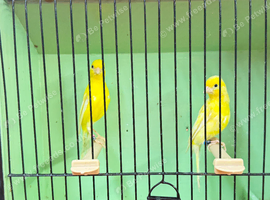 Pair of 2025 Irish Canaries