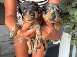 Kc miniature dachshund