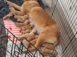 Golden retriever puppies