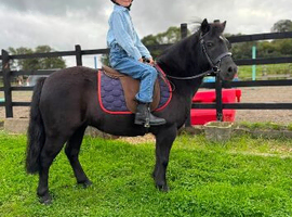 Black beauty standard Shetland