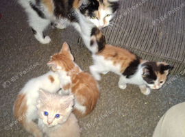 4 beautiful kitten baby's ready for there loving homes