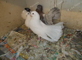 FANTAILS FOR SALE &pound;5 EACH..