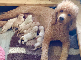 KC Standard Poodle Puppies