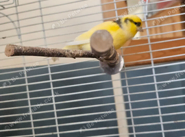 Singing Yellow Canary, Male.