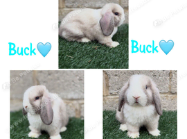 Pure breed mini pop buck