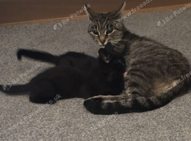 Two beautiful Black male kittens ready now!!