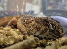 Giant Namibian Ground Gecko at Birmingham Reptiles