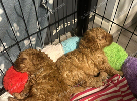 Stunning 100% red Tiny toy poodles