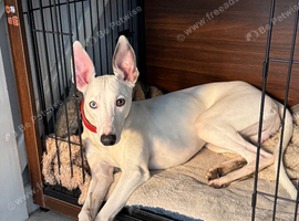 8 months old whippet boy for sale