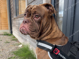 Cane corso x bulldog