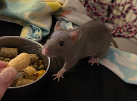 2 female rats