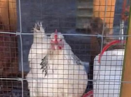 4 chickens