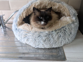 12 yo neutered male Ragdoll seeks a nice warm lap
