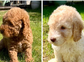 READY NOW! ONLY 2 LEFT! Stunning curly F1b Labradoodles - Health tested parents