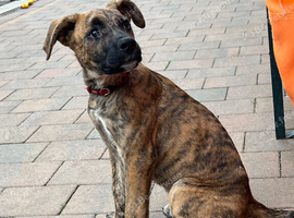 Mixed Breed Male for Rehoming